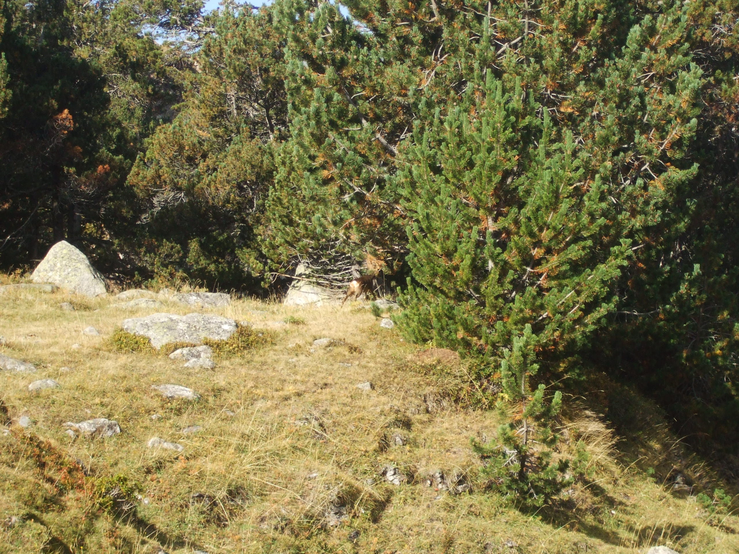 llanos del hospital de benasque