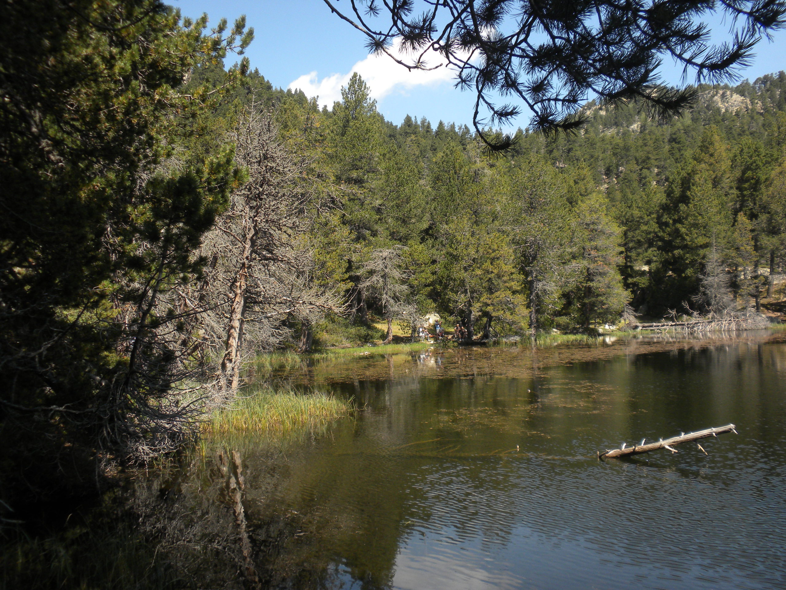 els llacs del bosc de llívia