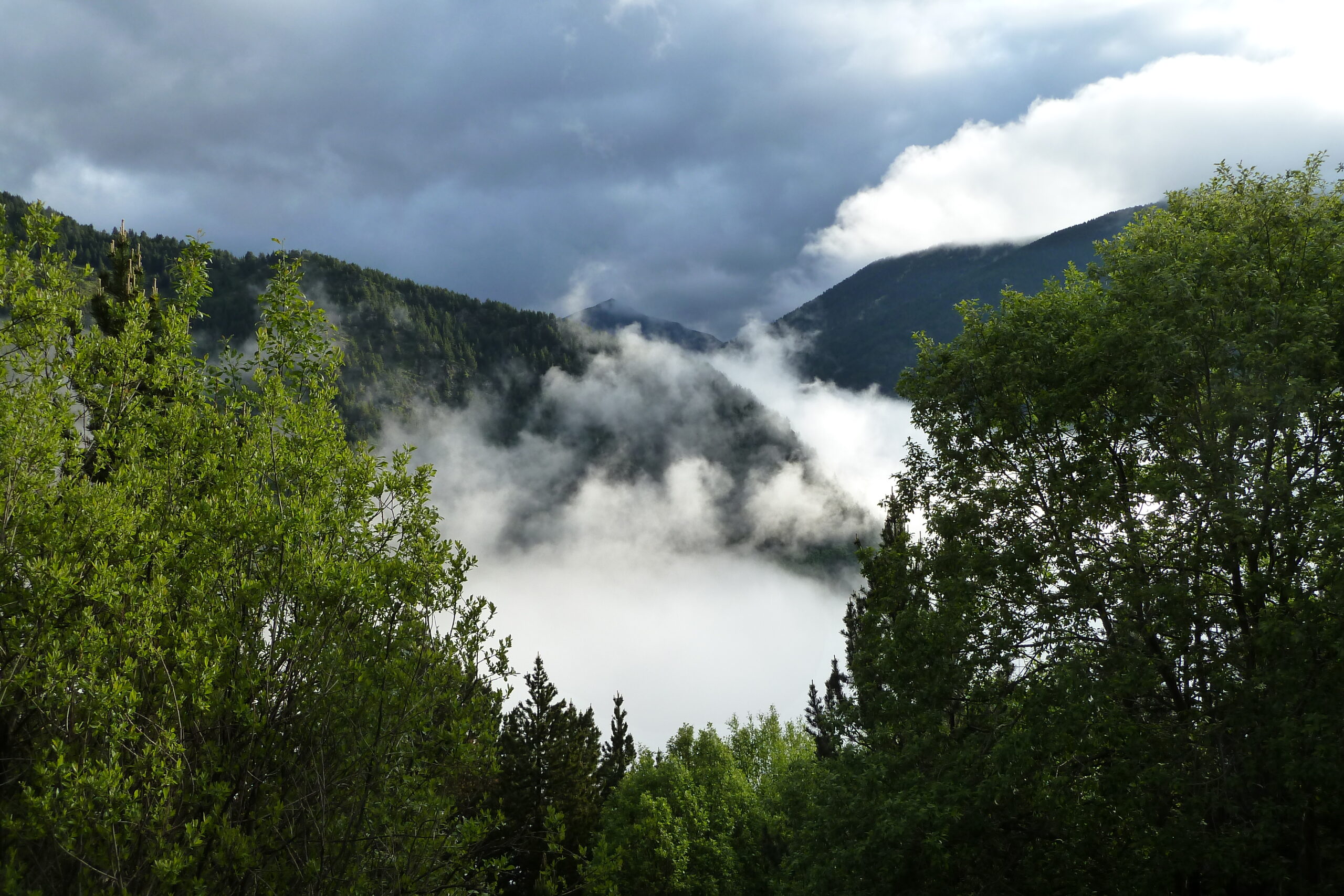 coll de l'obaga, boscos de l'obaga