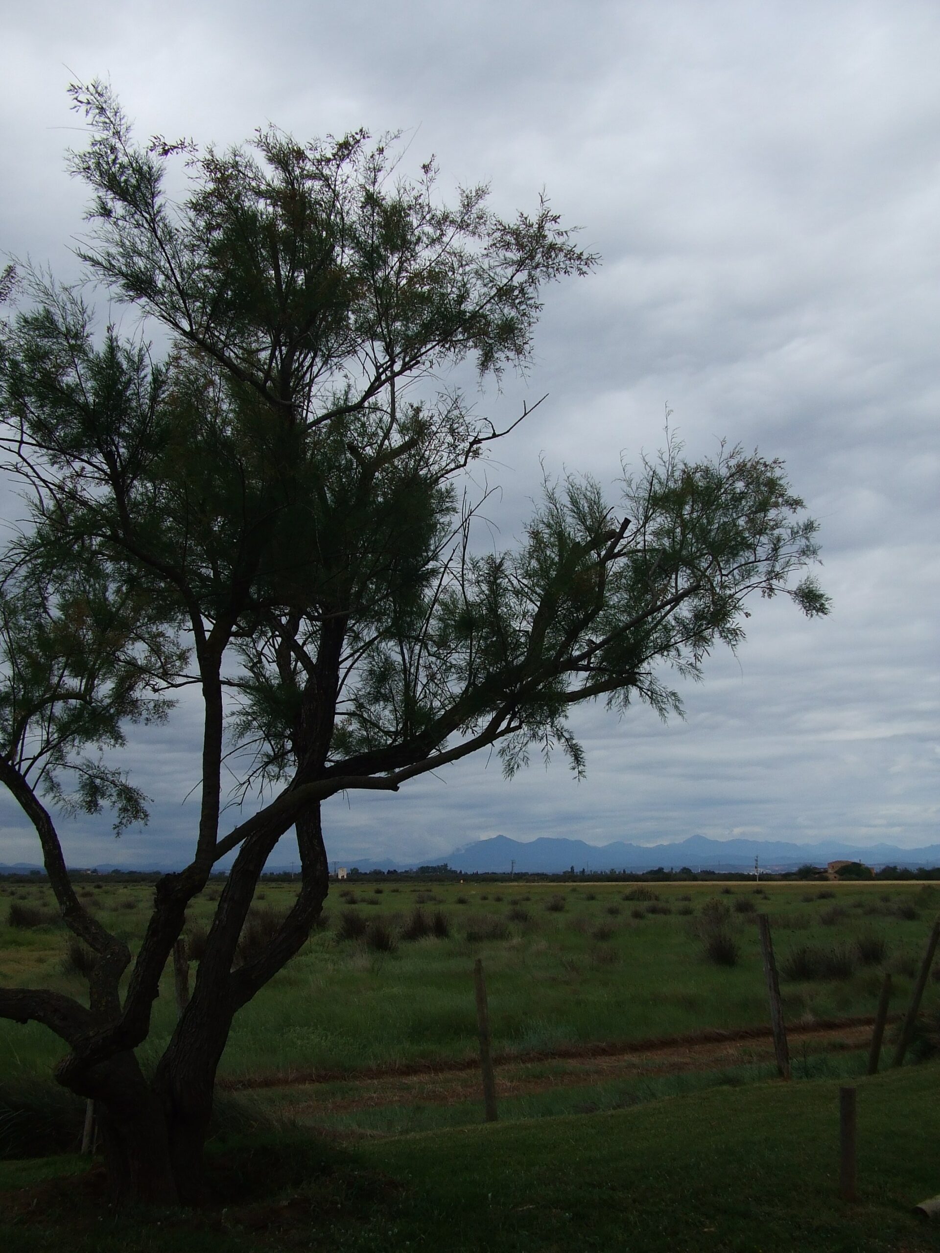 castellò d'empúries, la llacuna