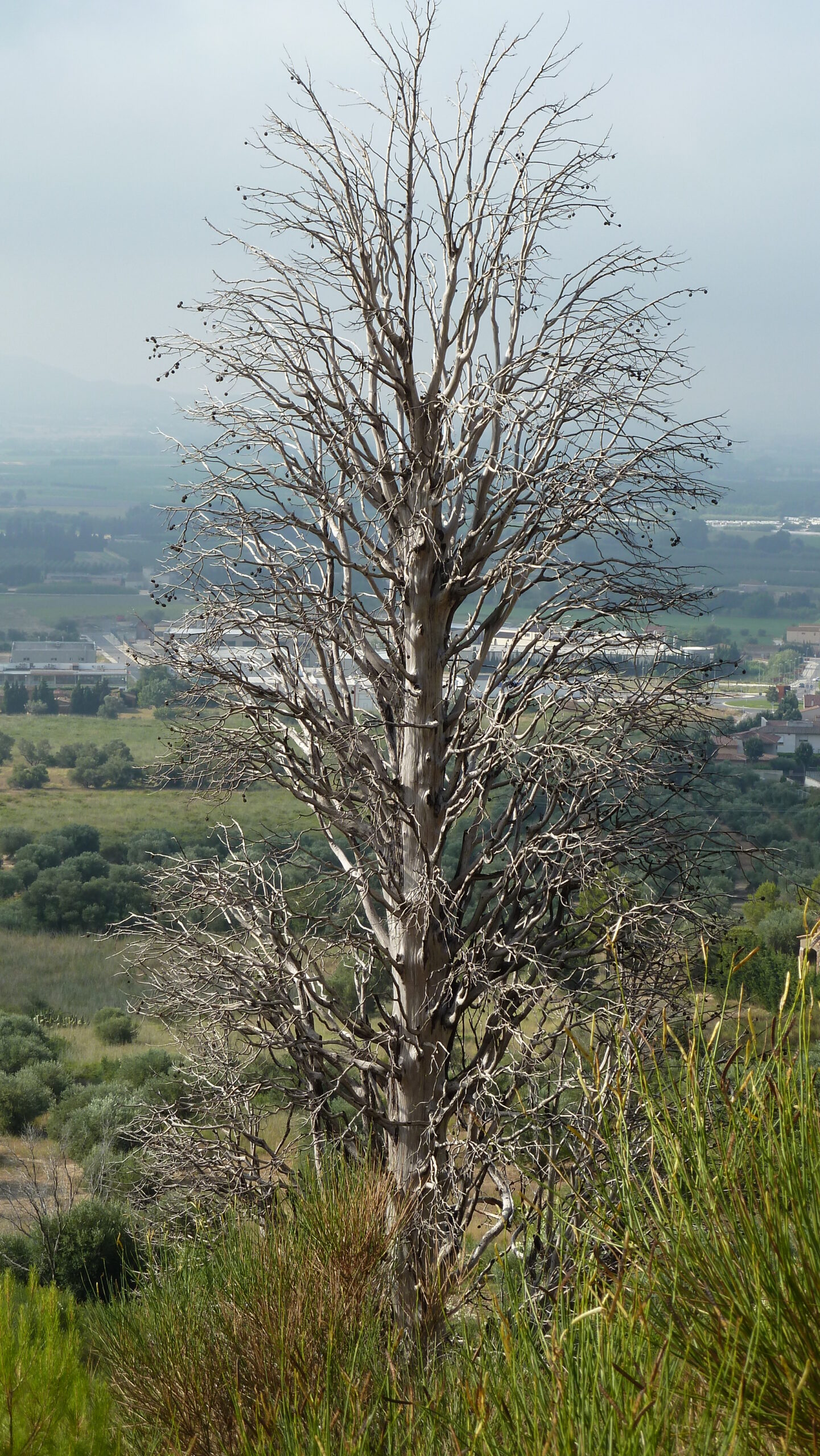 massís del montgrí, pel coll d'en garrigar