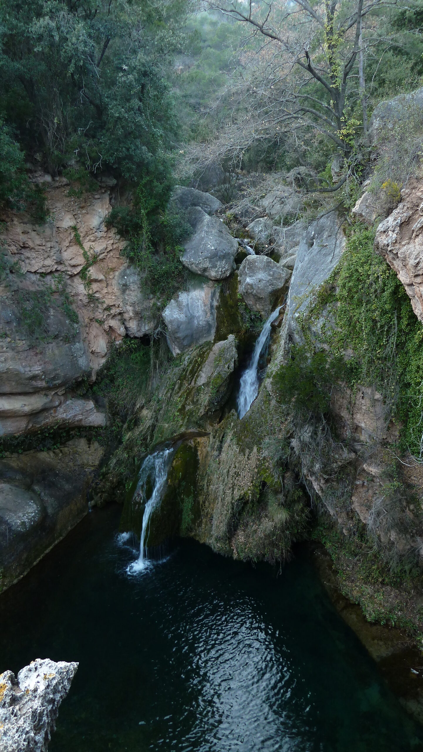 alcover, niu de l'àliga