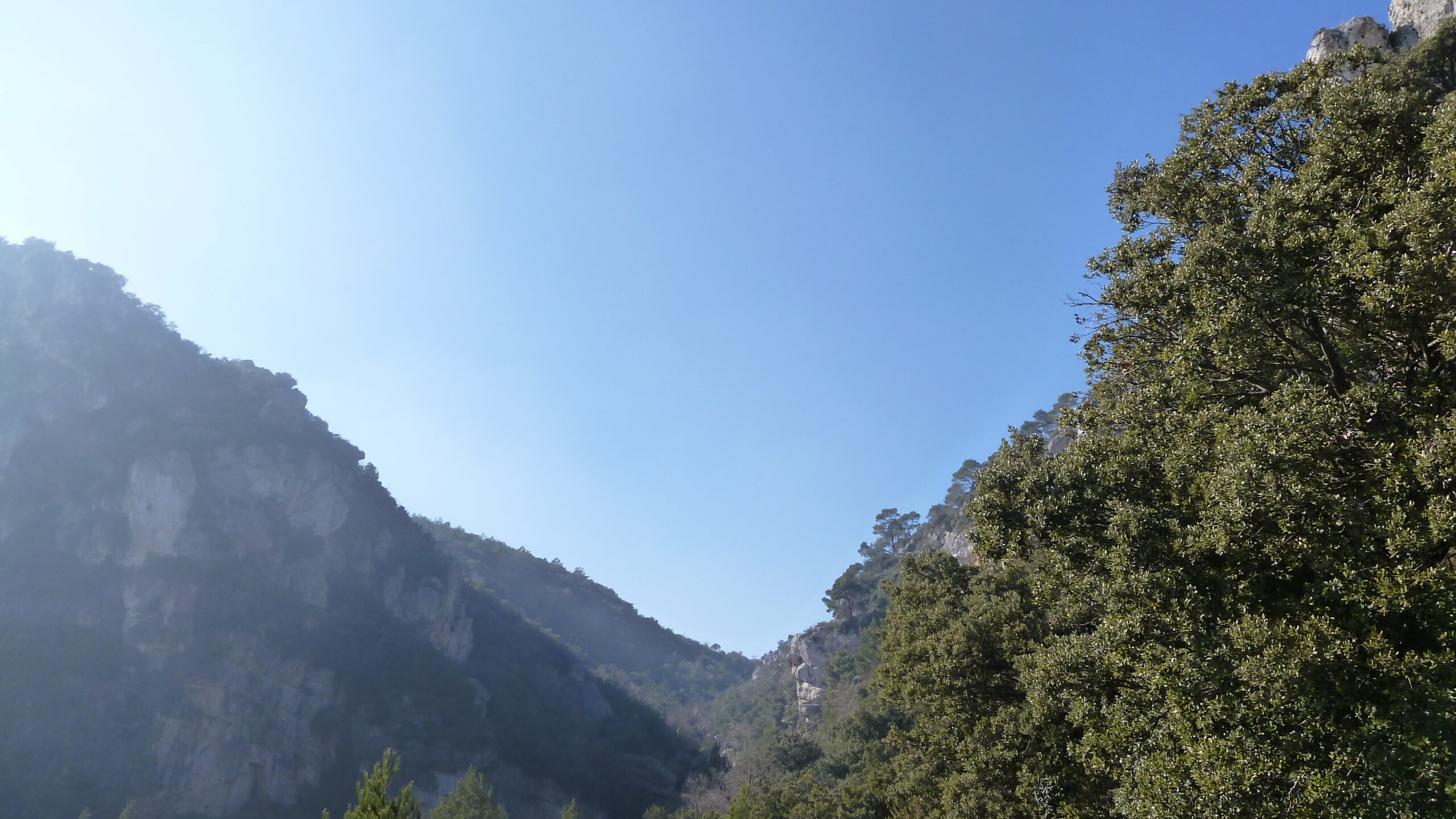 alcover, niu de l'àliga