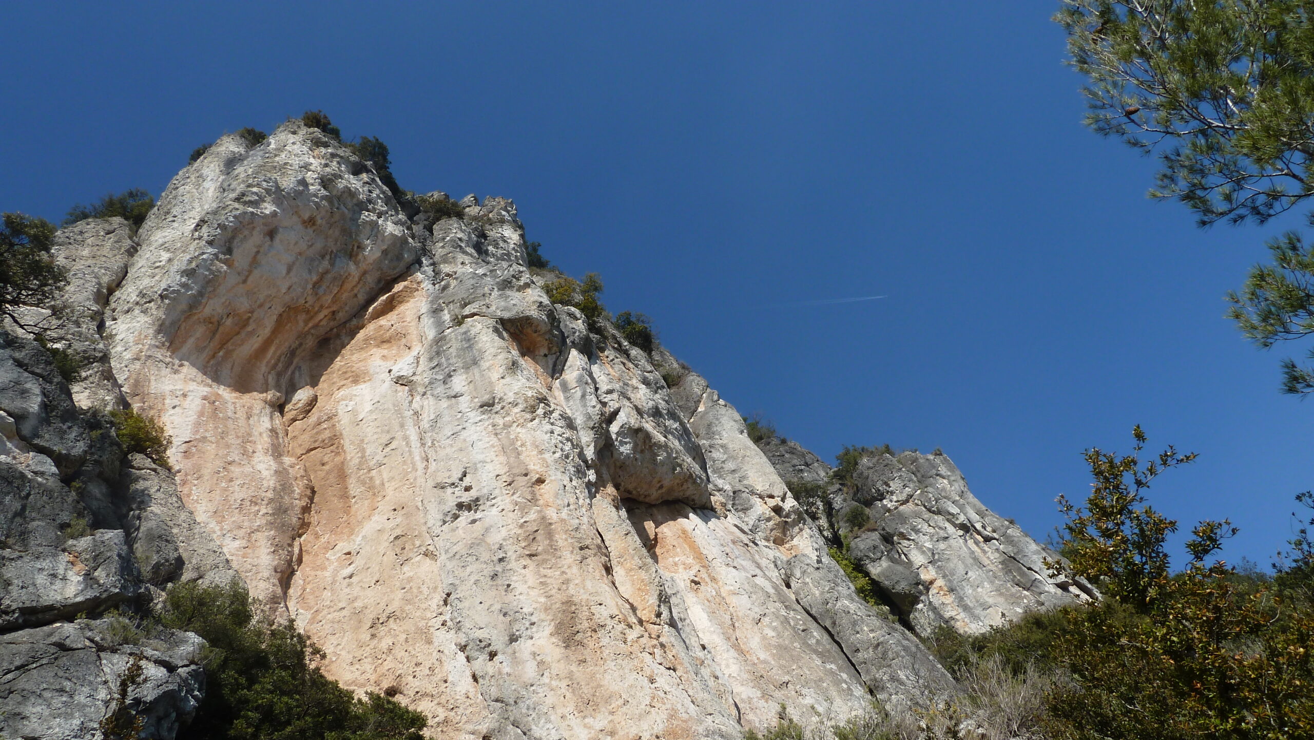 alcover, niu de l'àliga