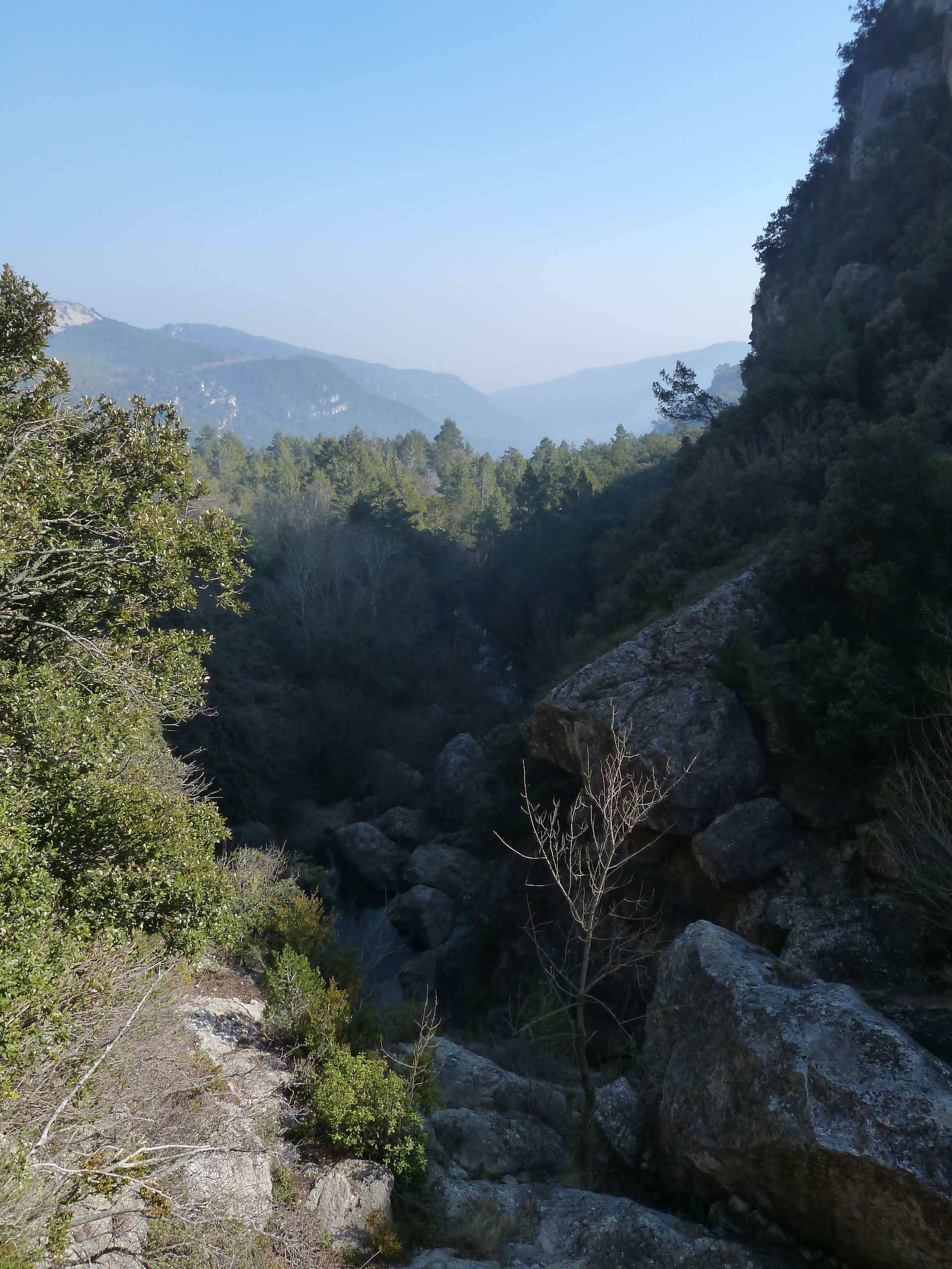 alcover, niu de l'àliga