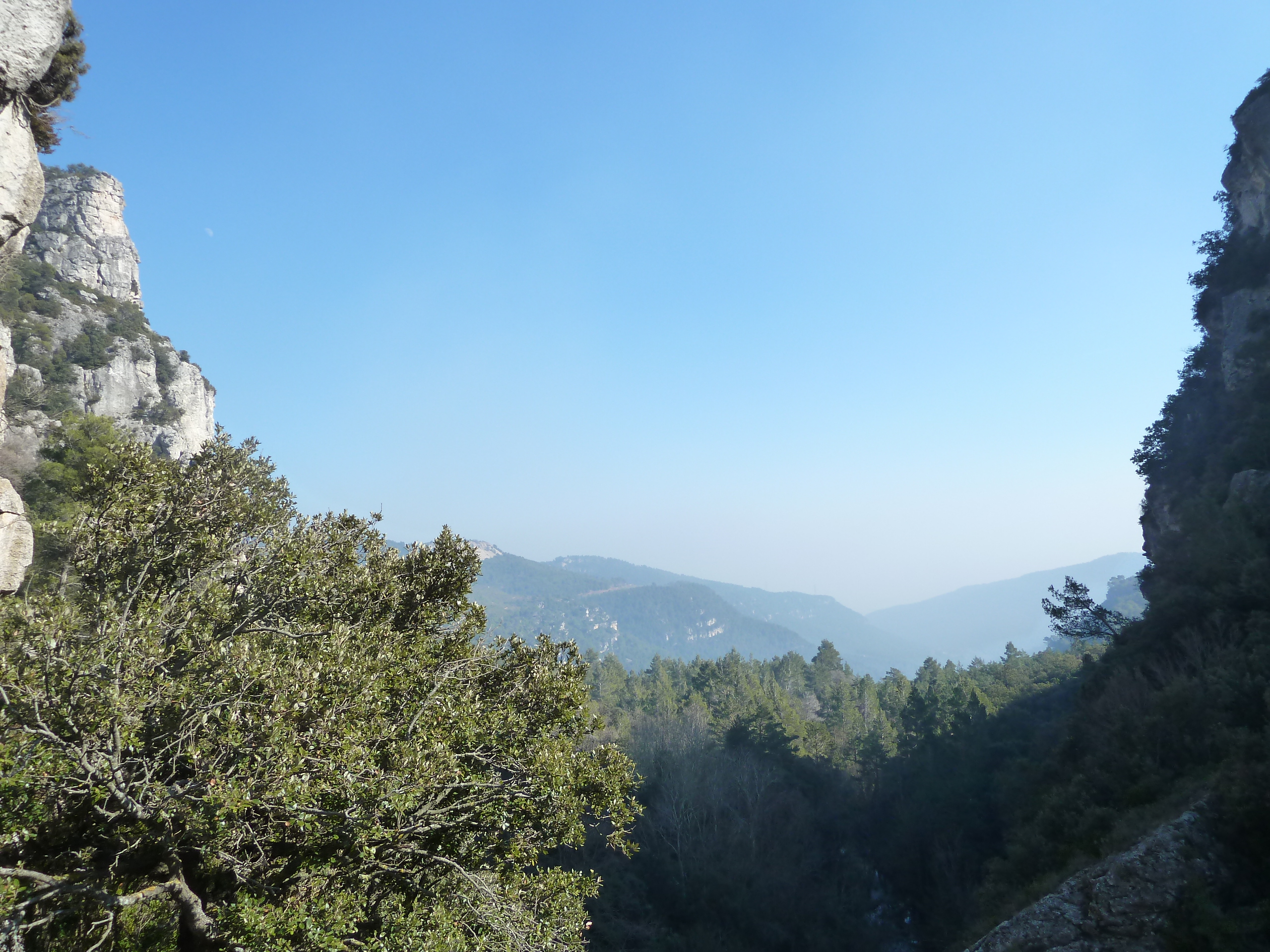 alcover, niu de l'àliga