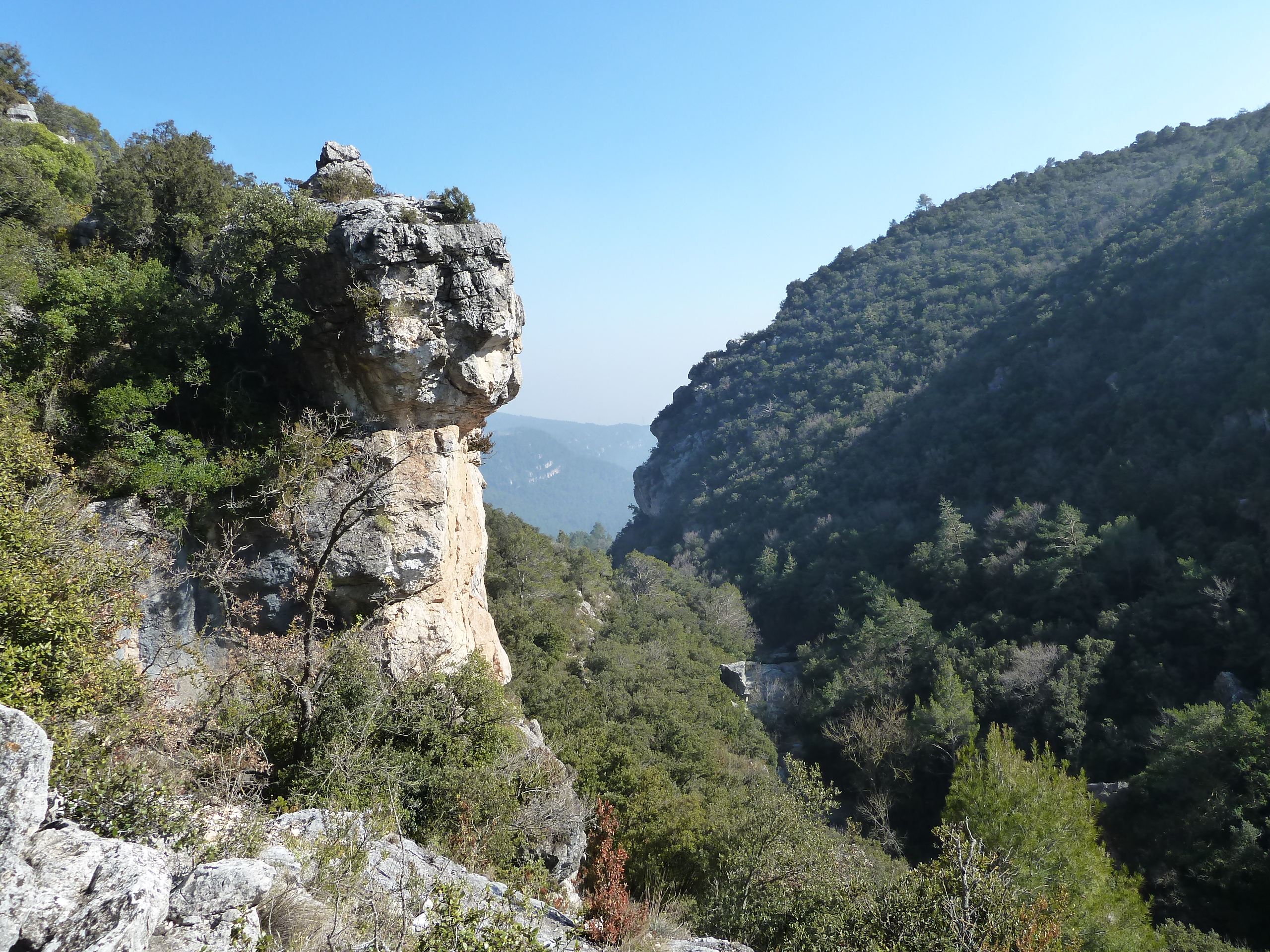 alcover, niu de l'àliga