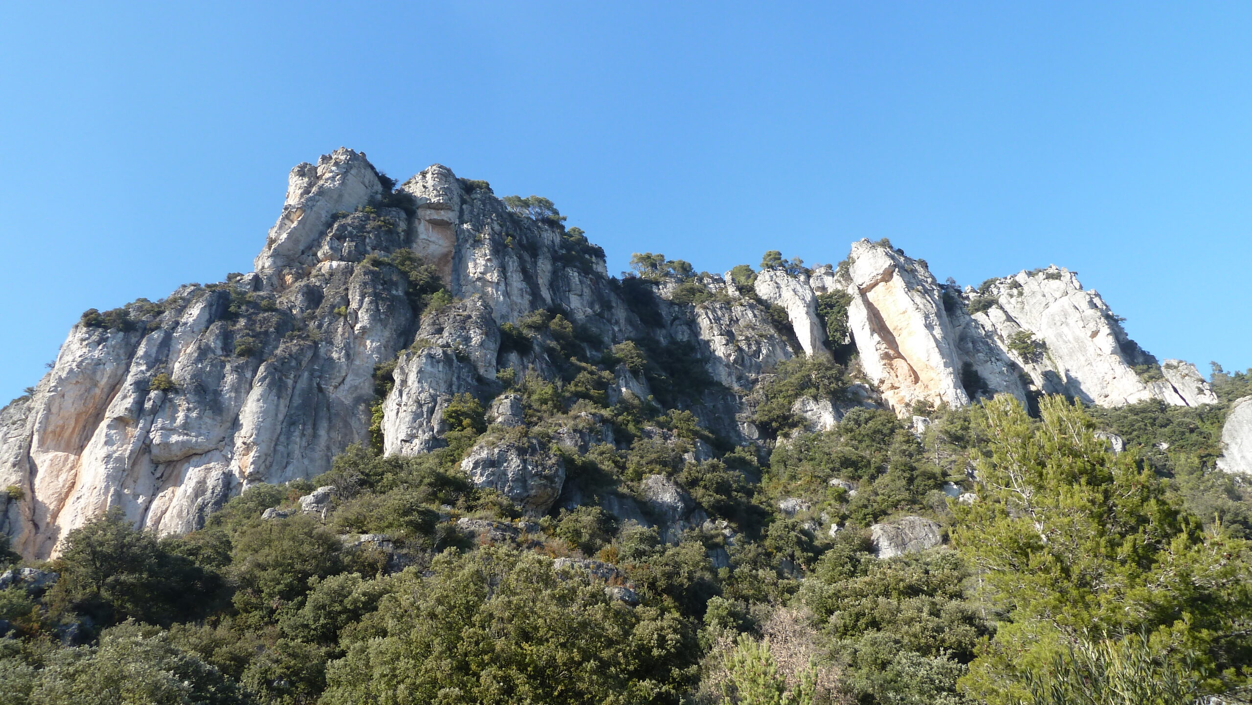 alcover, niu de l'àliga