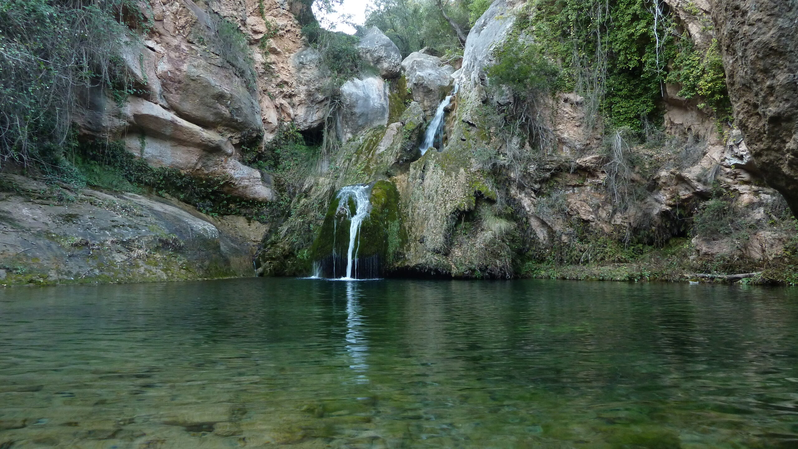 alcover, niu de l'àliga