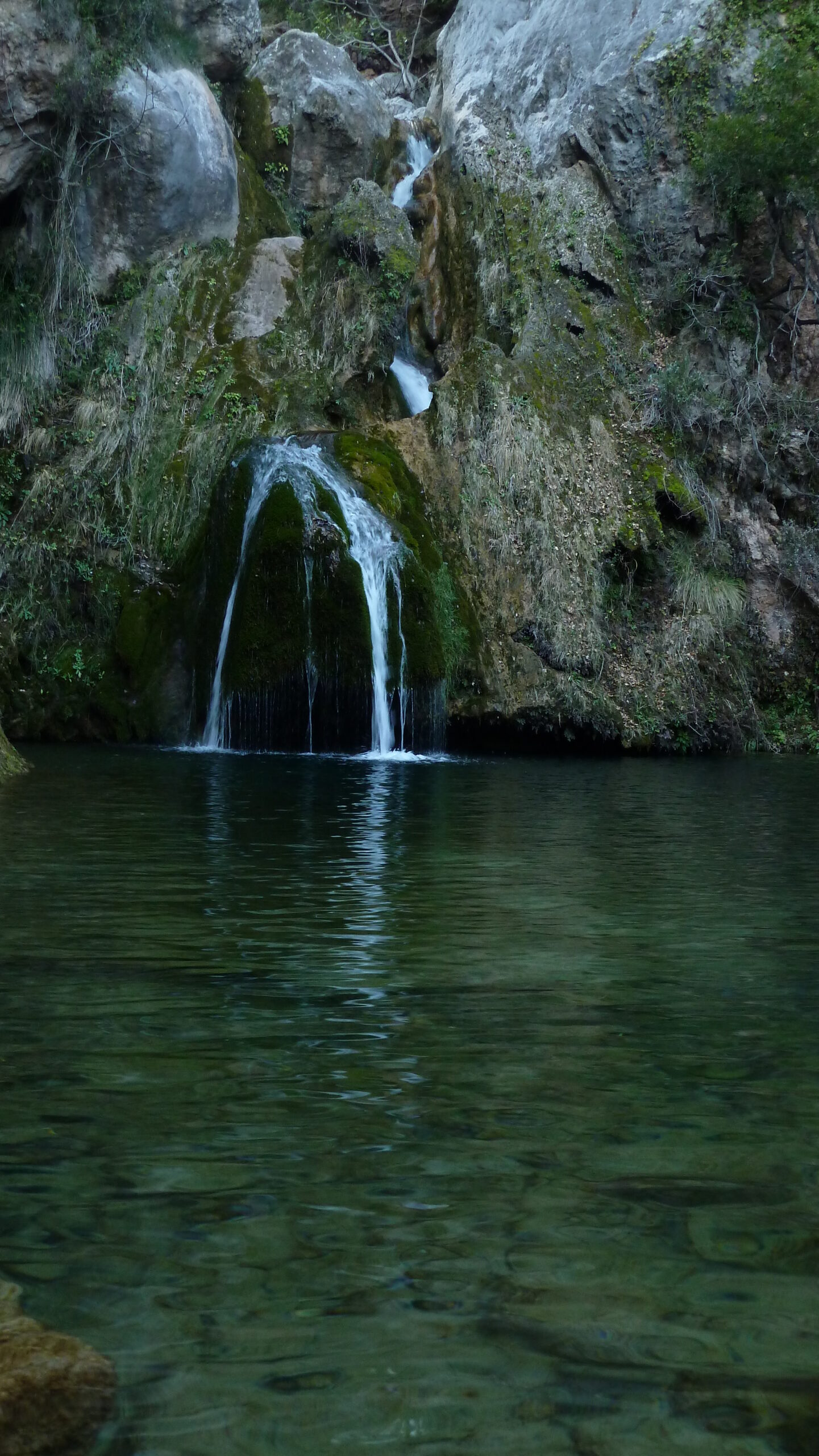 alcover, niu de l'àliga