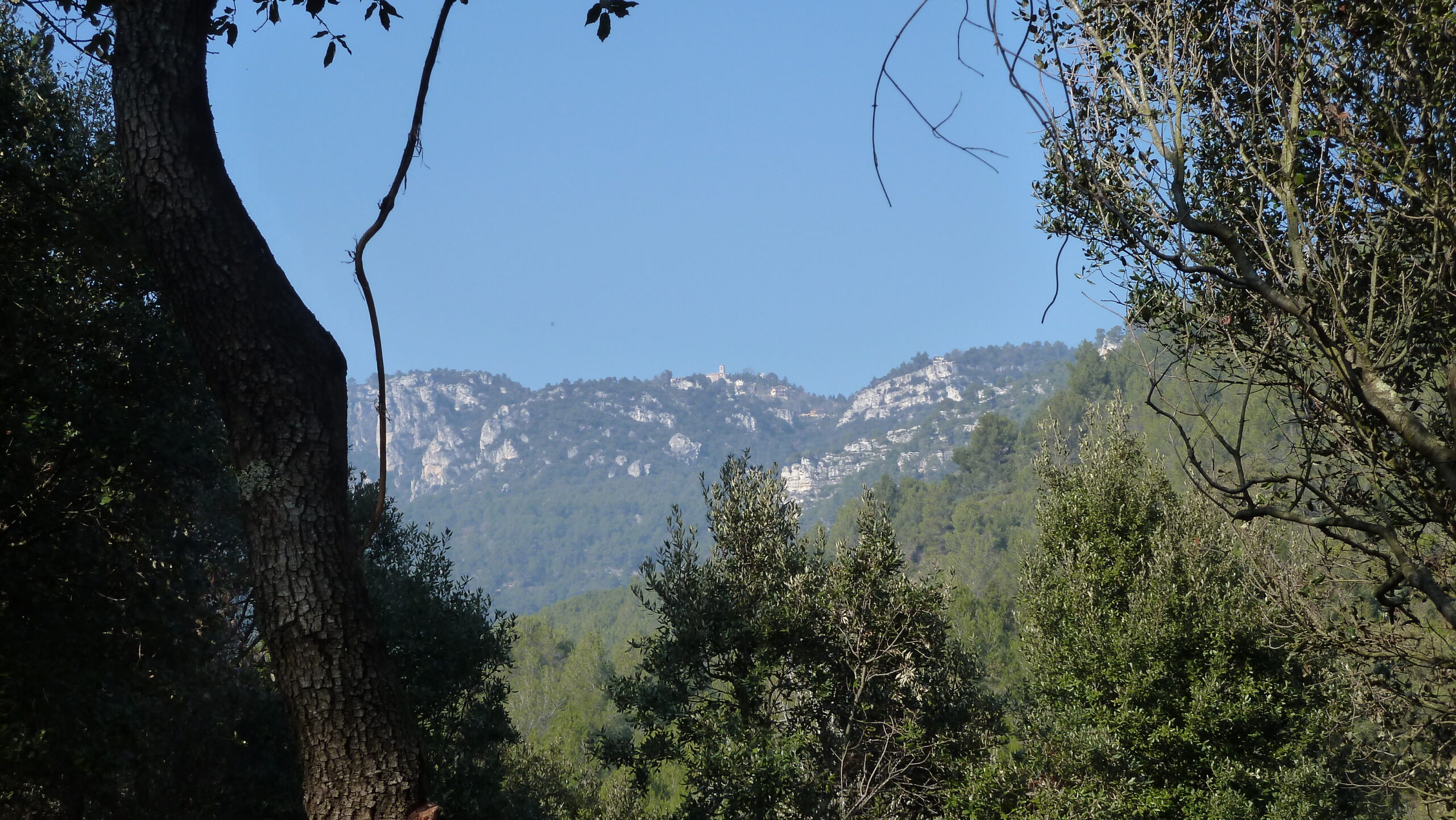 alcover, niu de l'àliga