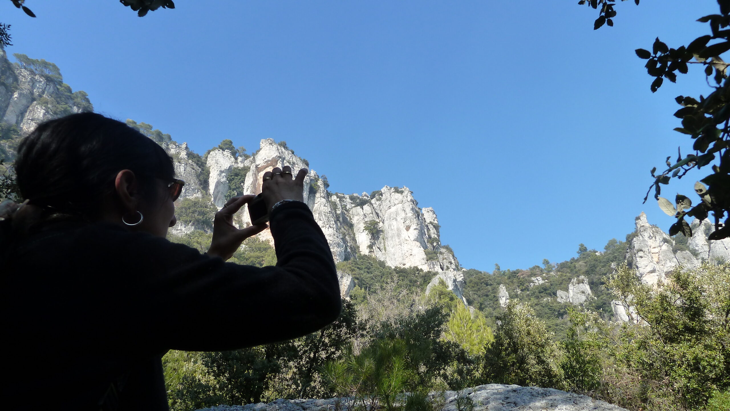 alcover, niu de l'àliga