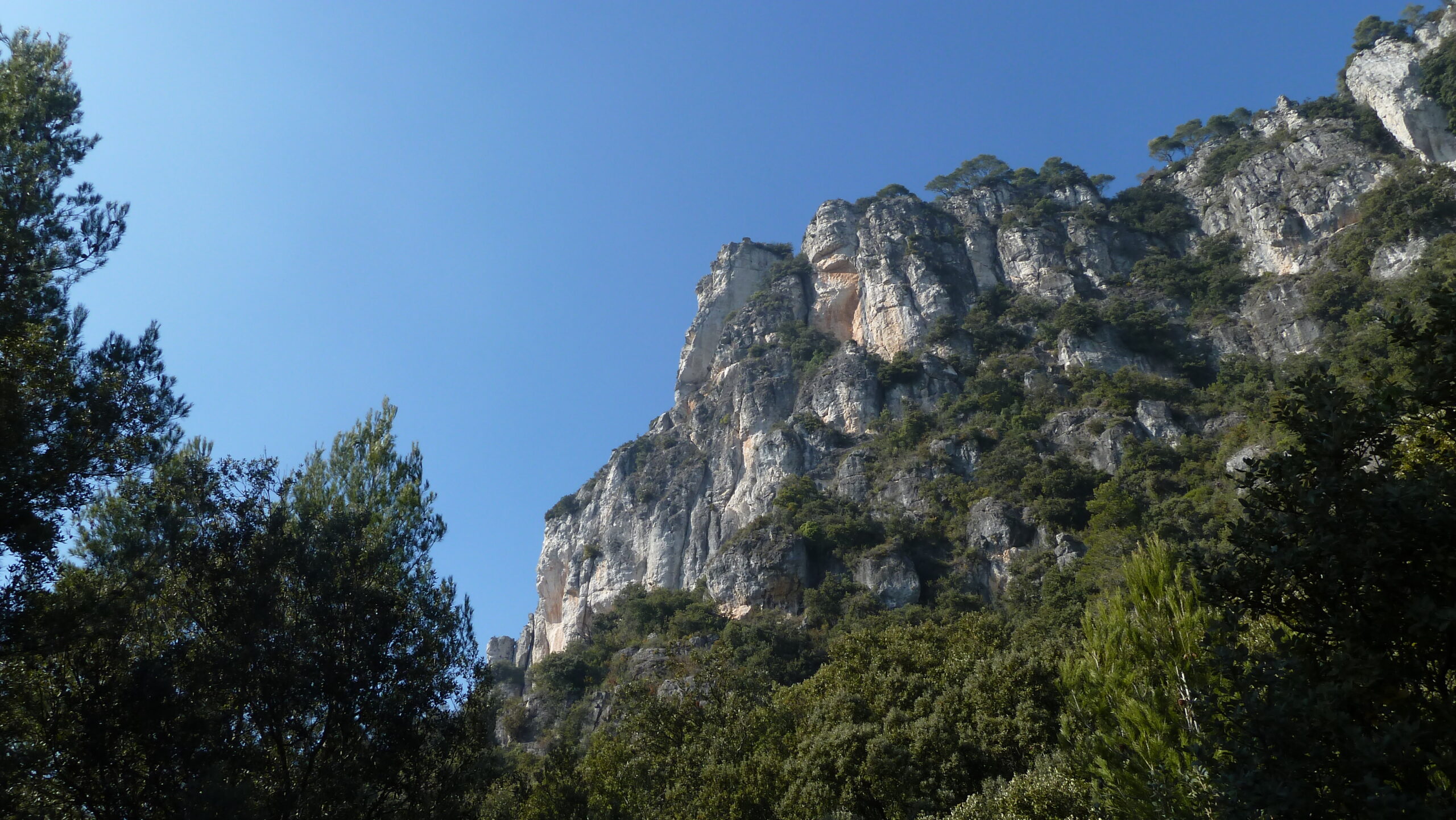 alcover, niu de l'àliga