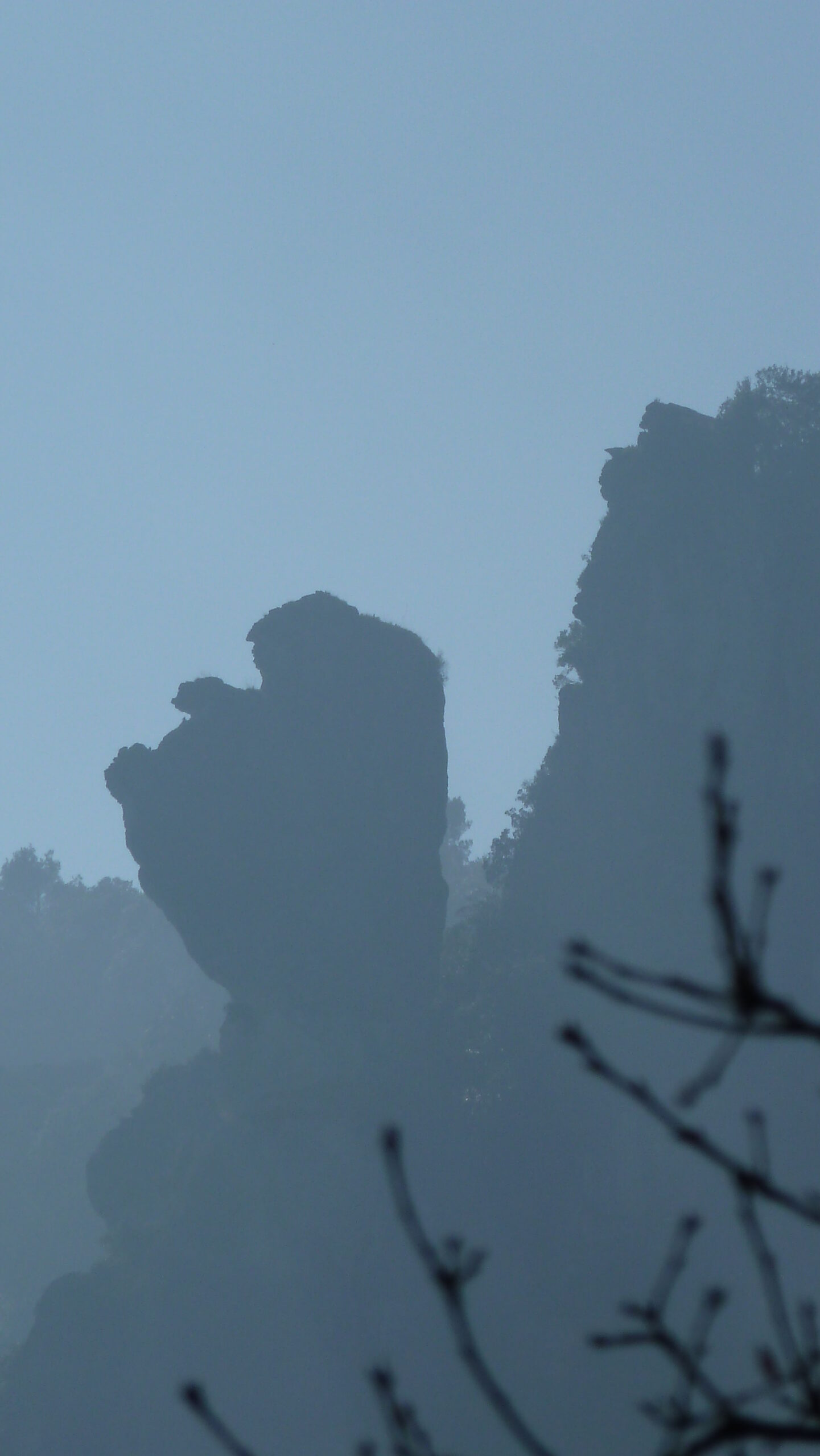 alcover, niu de l'àliga