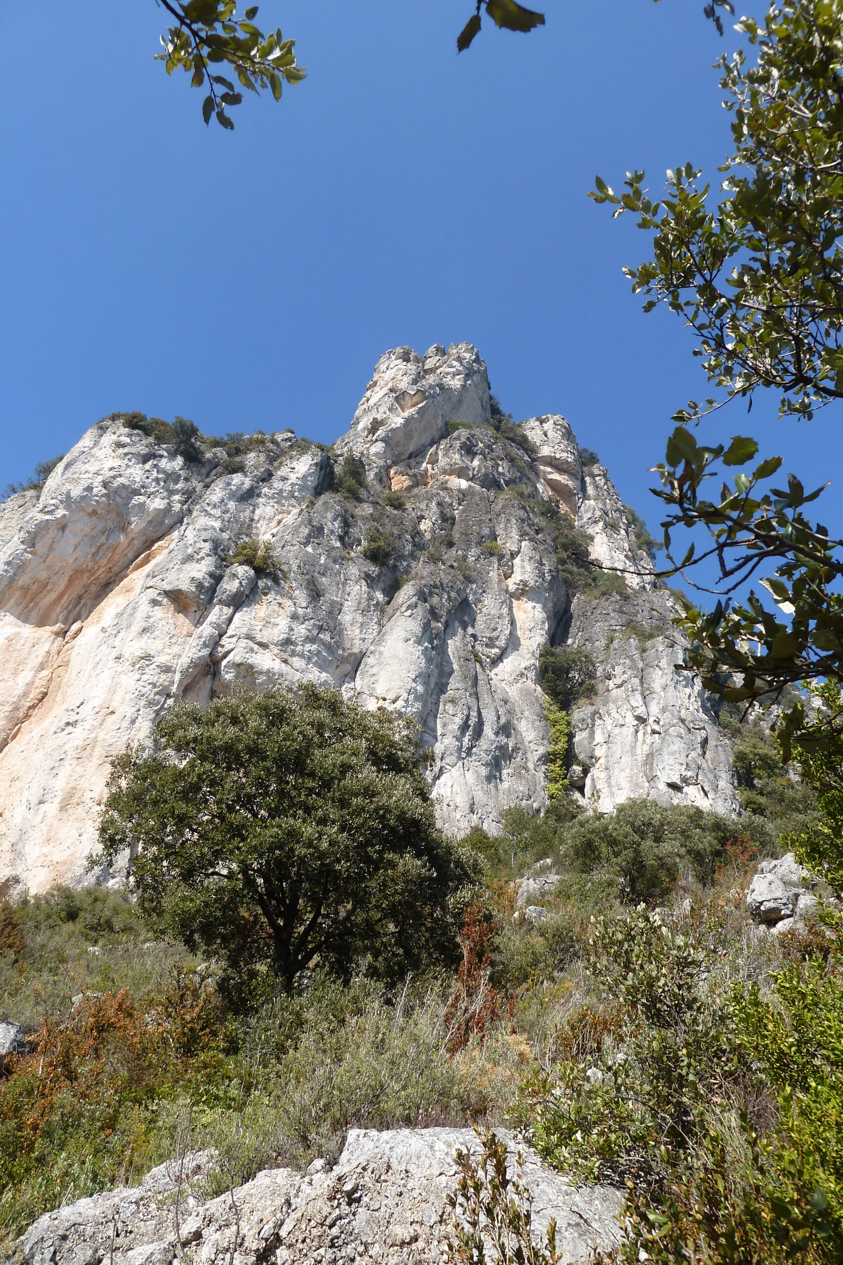 alcover, niu de l'àliga