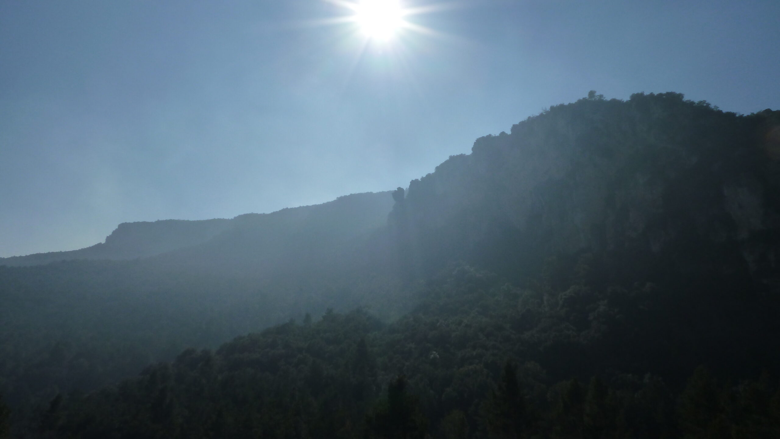 alcover, niu de l'àliga