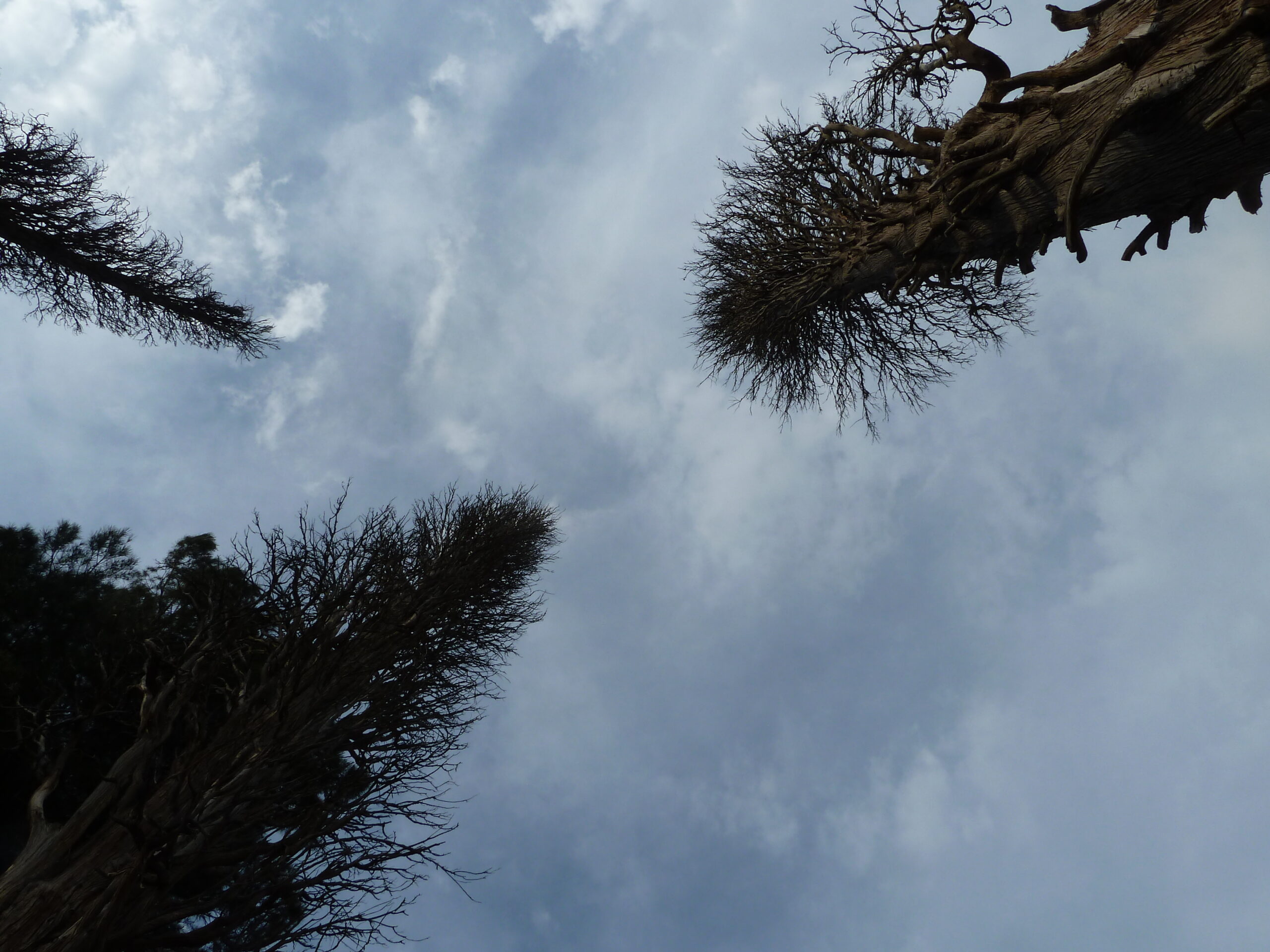 vinebre, poblet ibèric de sant miquel