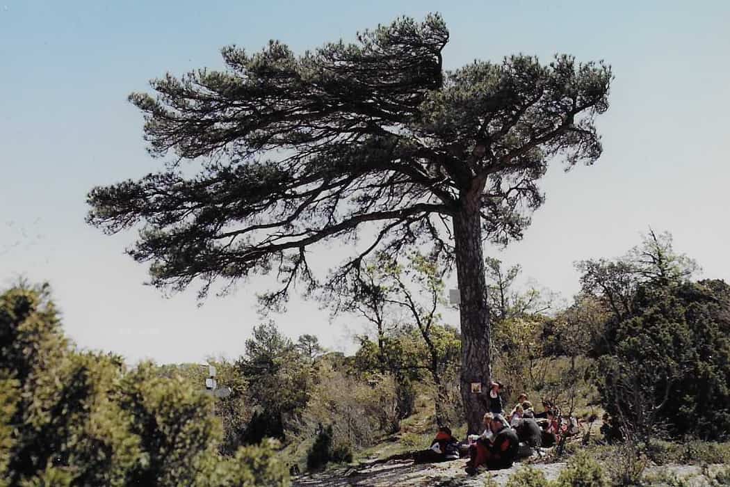 Montsant, Pi de la Carabasseta