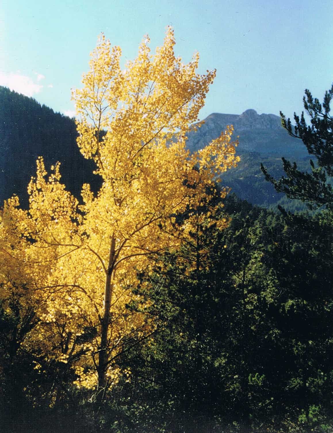 El Cortal de l'Oriol