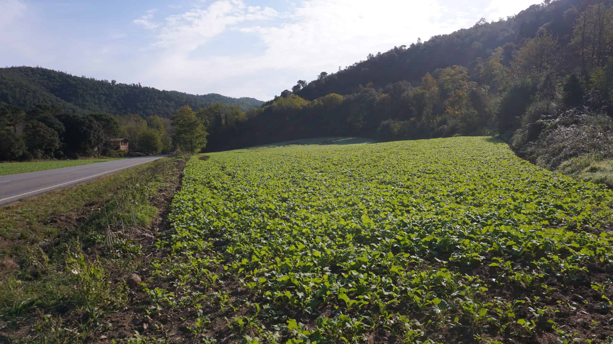 tram Riera d'Arbúcies